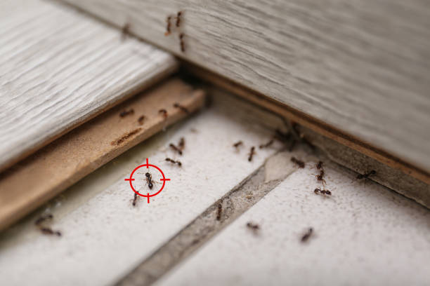 Best Emergency Pest Control  in Enon, OH