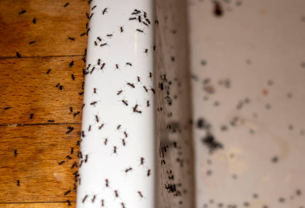 Best Affordable Pest Control Services  in Enon, OH