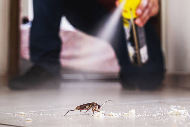 Best Flea Control Services  in Enon, OH