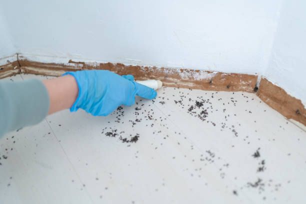Best Termite Control Services  in Enon, OH
